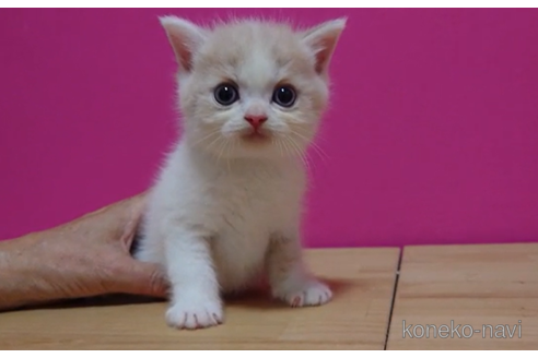 成約済の東京都のスコティッシュフォールド-92438の6枚目